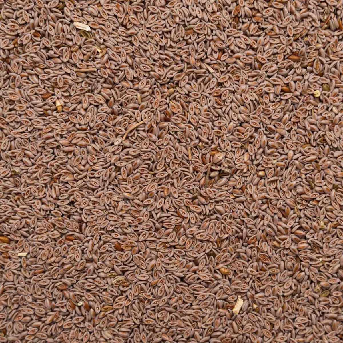Psyllium bio 1kg, entier - Pureté 99% - Sachet fraîcheur refermable - >85% fibre, Sans lactose, sans gluten, végan, transit - Conditionné en Allemagne - Biotiva