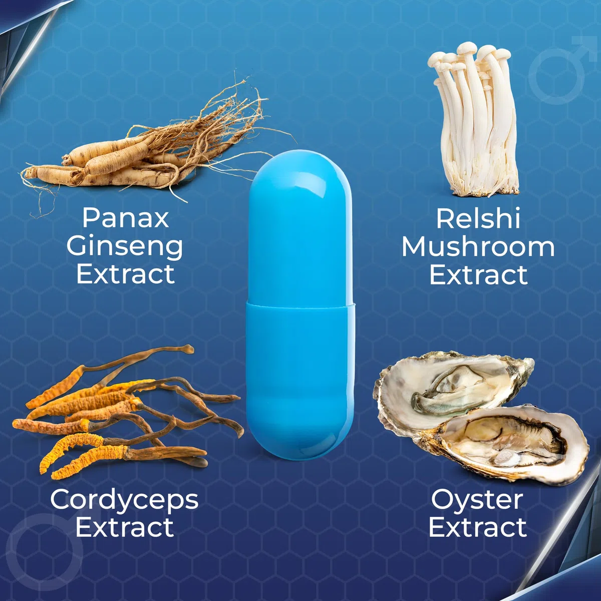 Complément alimentaire au ginseng pour hommes - Soutien énergétique à base de plantes, formule vitalité quotidienne, contient des mollusques, 10 capsules de qualité supérieure