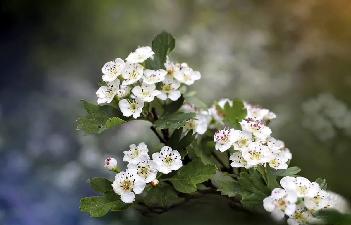 EXTRAIT HYDROALCOOLIQUE d' AUBÉPINE A 2 STYLES - Crataegus oxyacantha (BIO)
