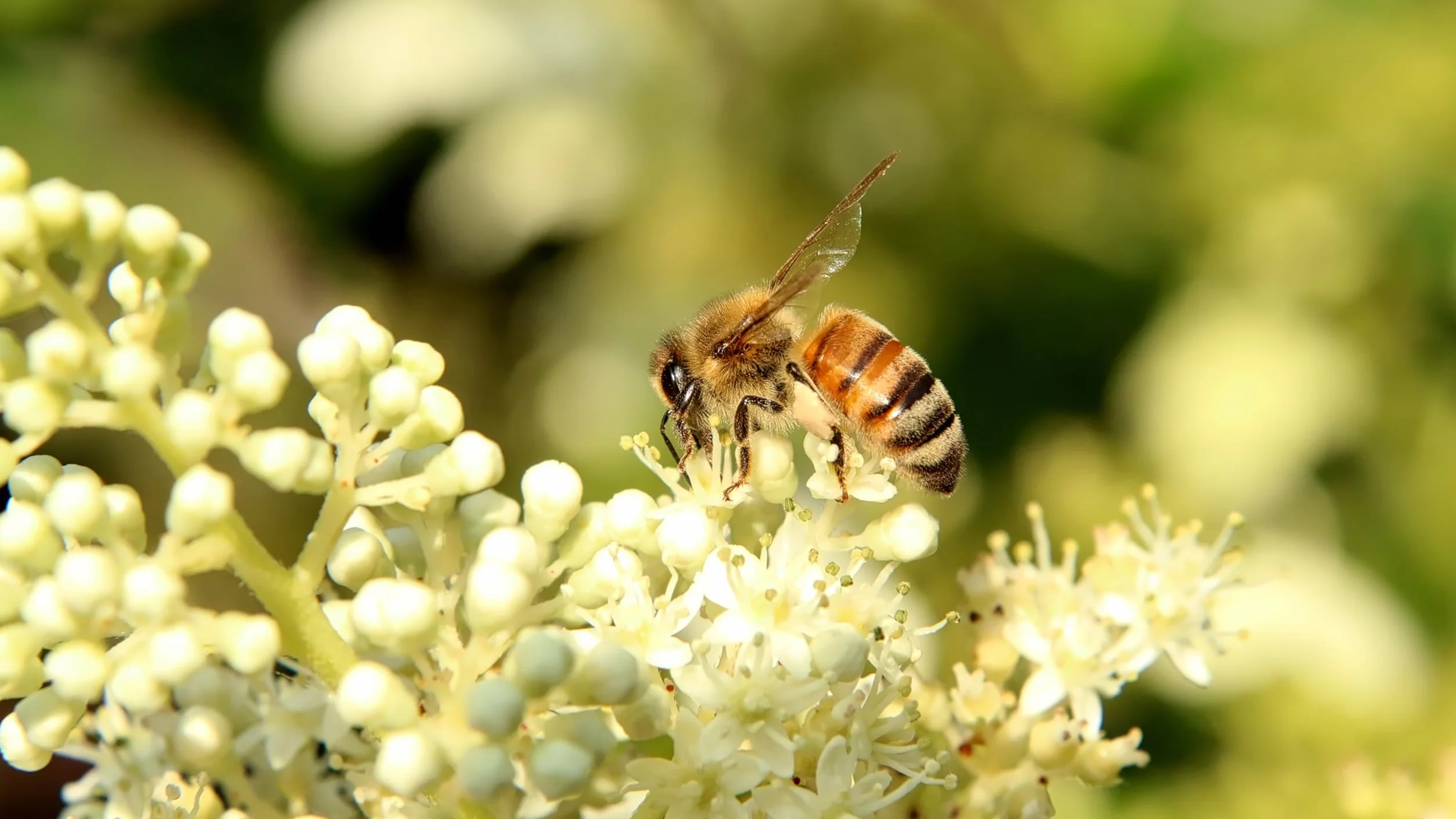 Raw Farm - Granulés de pollen d'abeille brut - 100% naturel - non transformé 1 kg