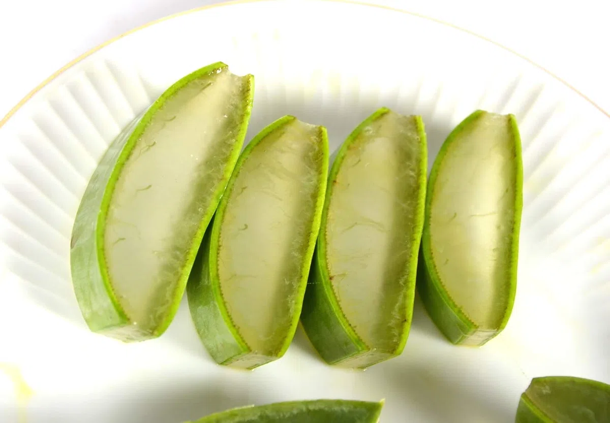 Meilleure feuille d'aloe vera bio