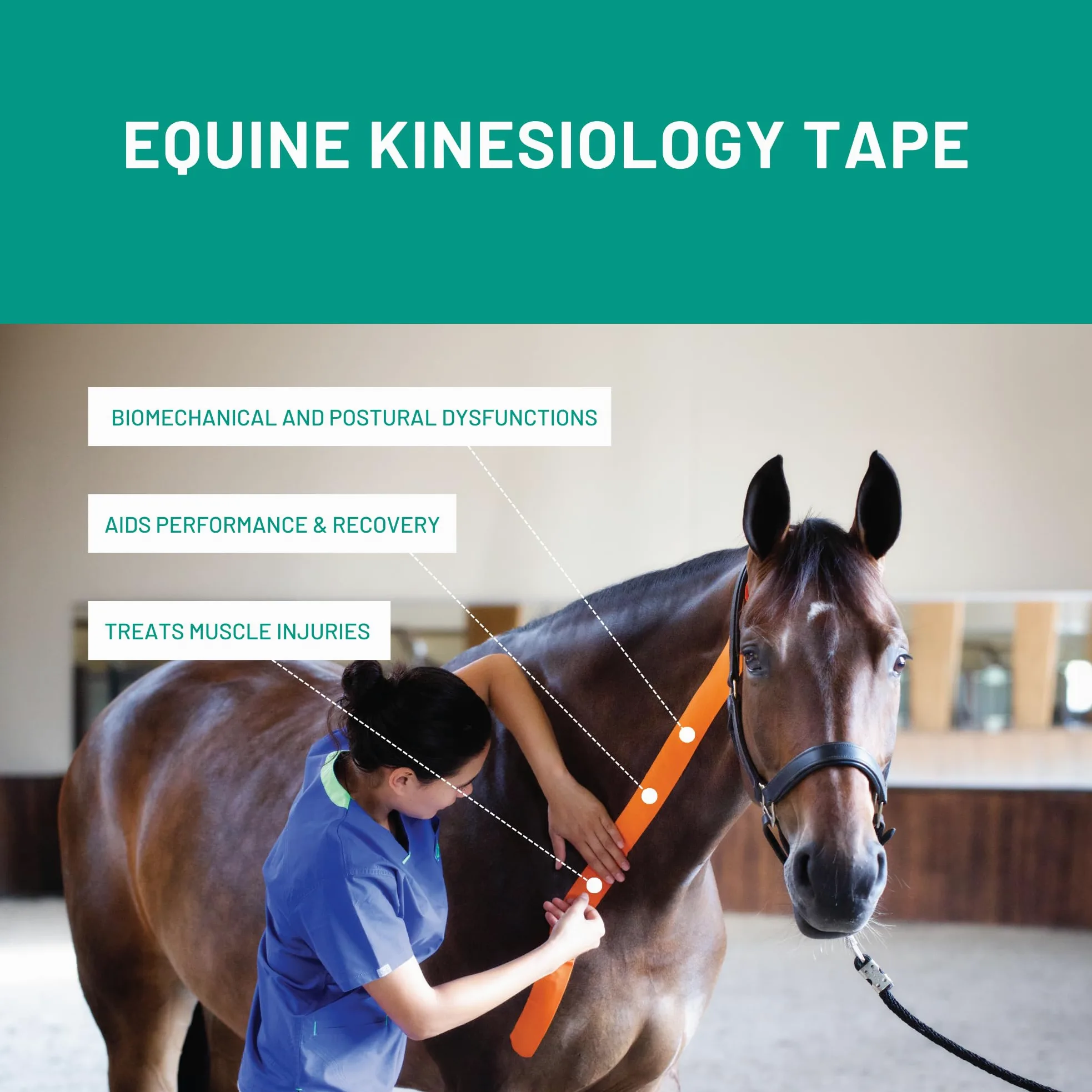 VetkinTape Bande de kinésiologie vétérinaire 10 cm-5 m | Bande de kinésiologie pour Chevaux et Chiens | sans Latex et certifié TÜV | Lot de 1 Rouleau | Orange