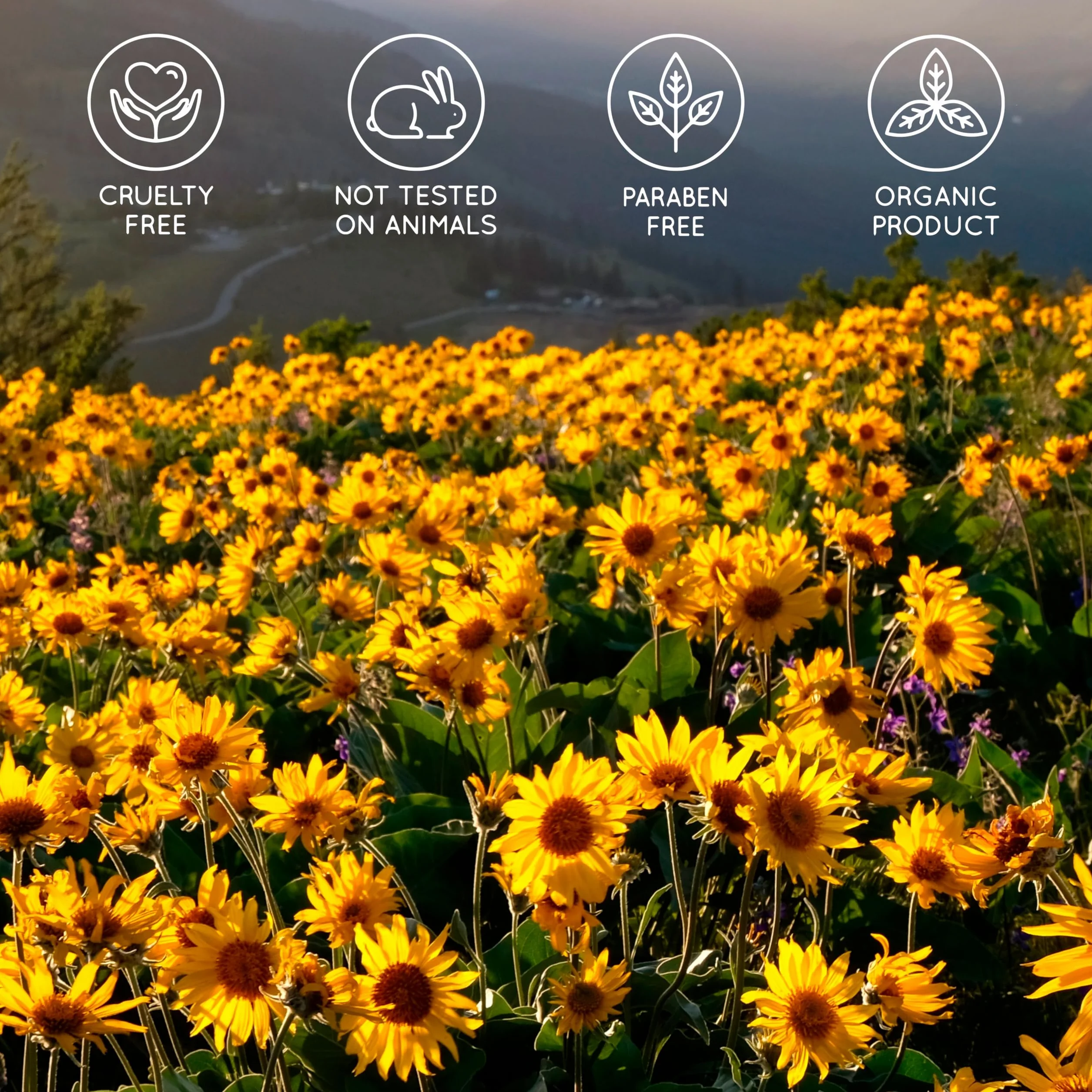 Gel concentré d'Arnica FORTE 90% d'extrait d'Arnica BIO issu de l'Agriculture Biologique. Gel de Massage pour les Muscles et les Articulations. Hydratant pour la Peau - Formato Familiar 3 x 200 ml