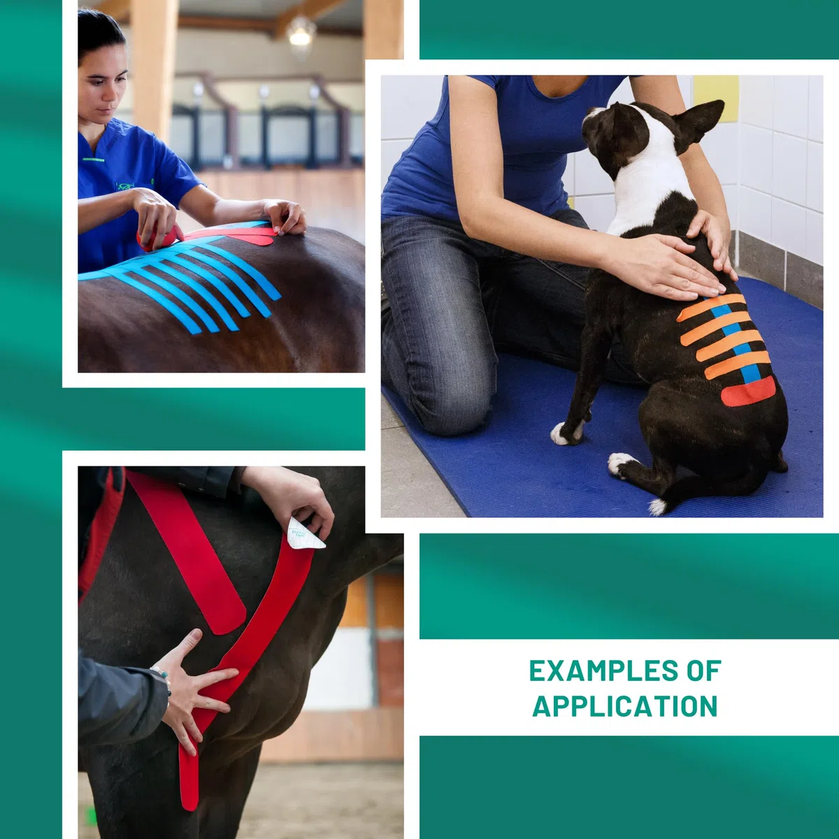 VetkinTape Bande de kinésiologie vétérinaire 10 cm-5 m | Bande de kinésiologie pour Chevaux et Chiens | sans Latex et certifié TÜV | Lot de 1 Rouleau | Orange