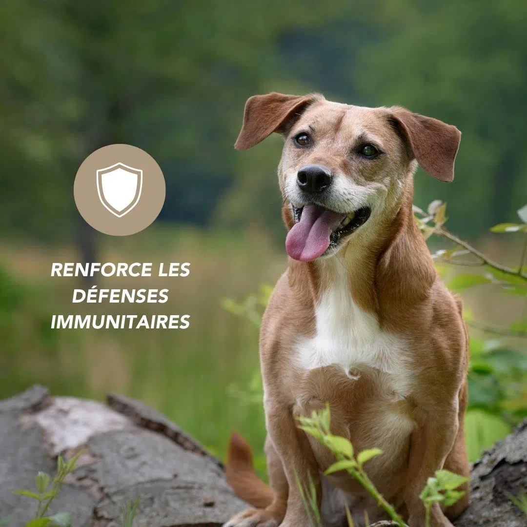 Propolis Bio 100g pour Chien et Chat - Hygiène buccale, Stimulation des défenses immunitaires, cicatrisation des plaies