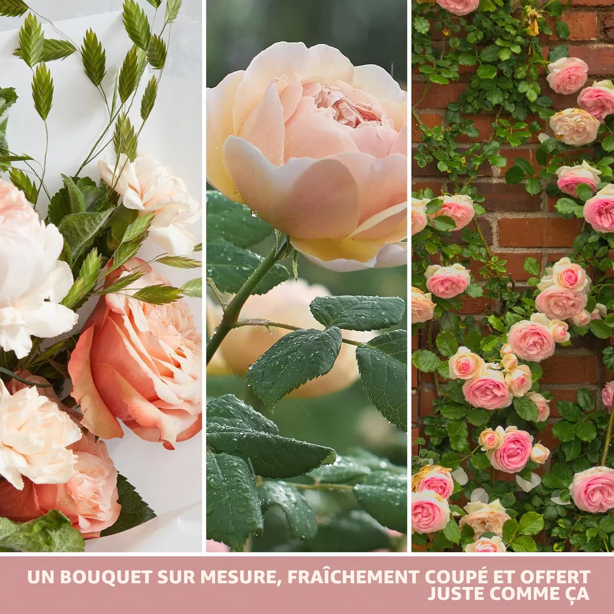 Yankee Candle bougie jarre parfumée | moyenne taille | Roses fraîchement coupées | jusqu’à 75 heures de combustion