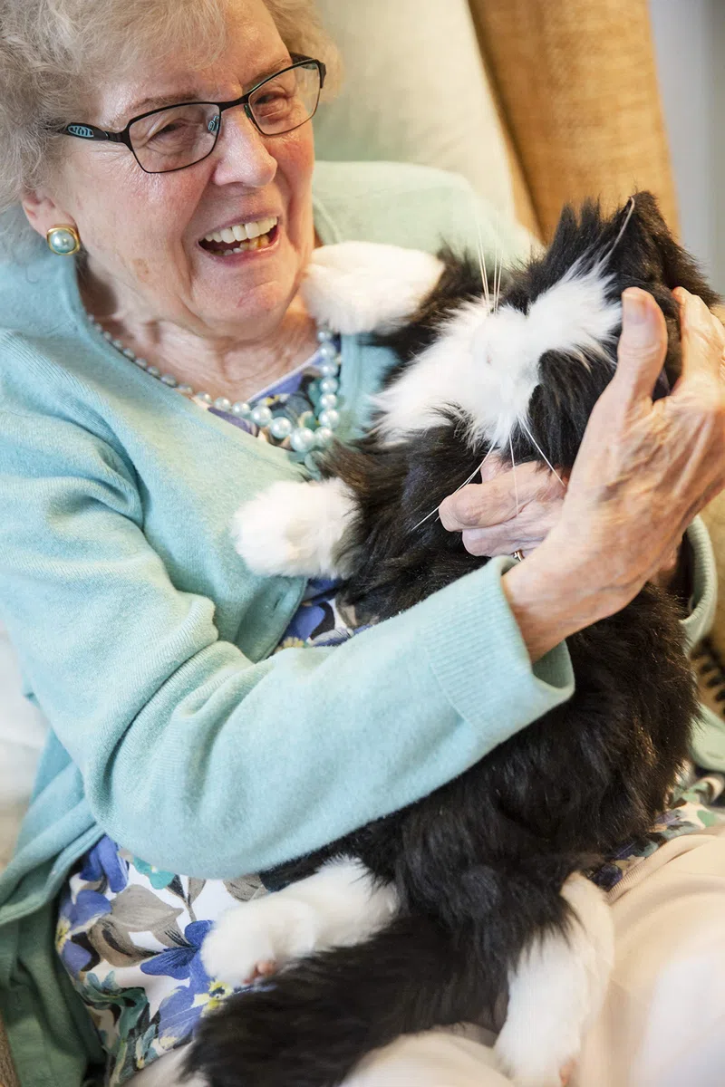 NOUVELLE joie pour tous les chats inclinables noirs et blancs de robotique inclinée - thérapie animale farcie pour des personnes avec la perte de mémoire du vieillissement et des soignants