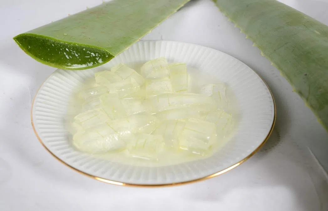 Meilleure feuille d'aloe vera bio