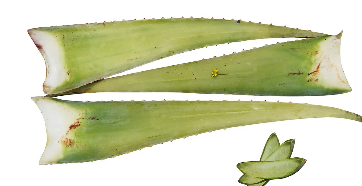 Meilleur feuille d'aloe vera bio 60 x 15 x 15 vert