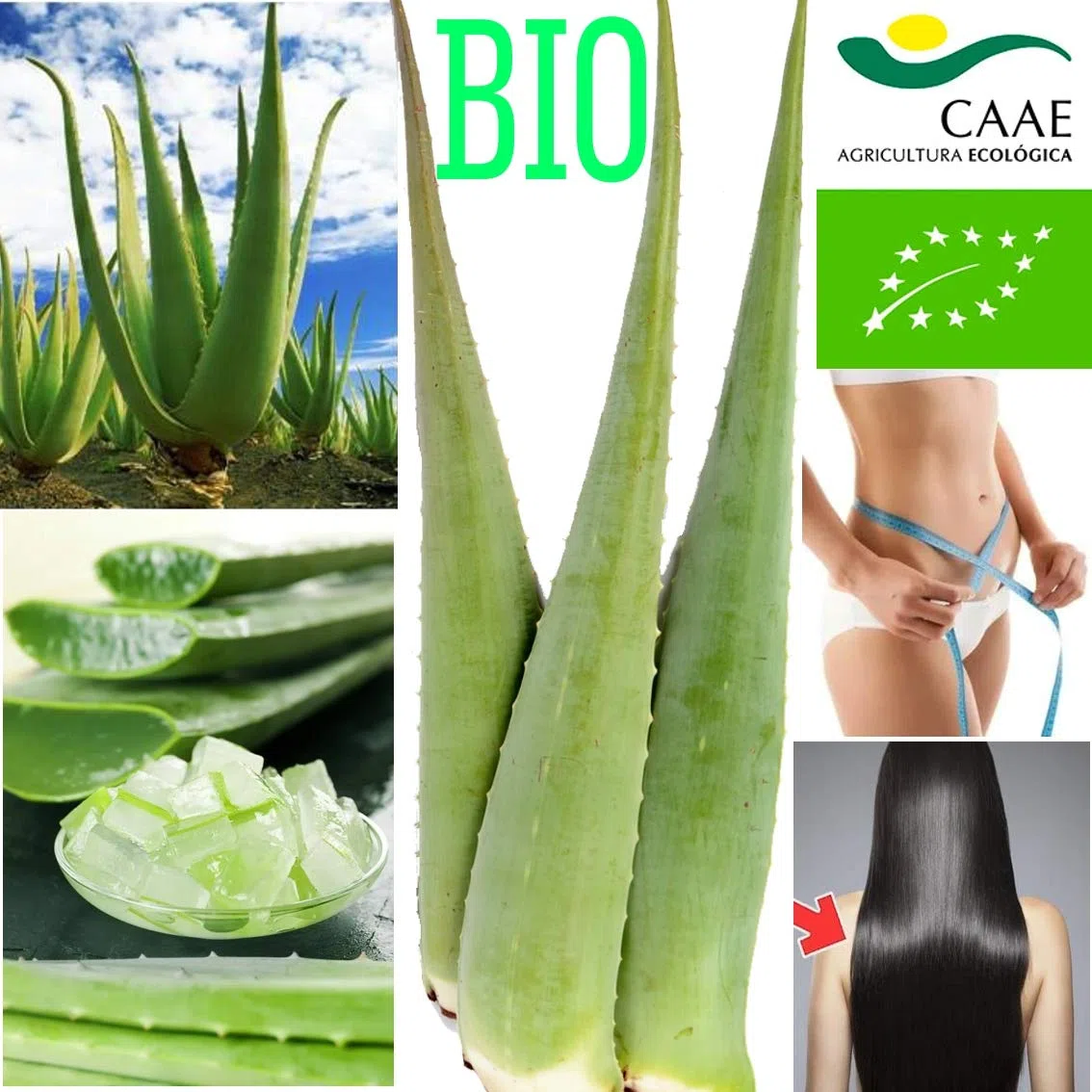 Meilleure feuille d'aloe vera bio