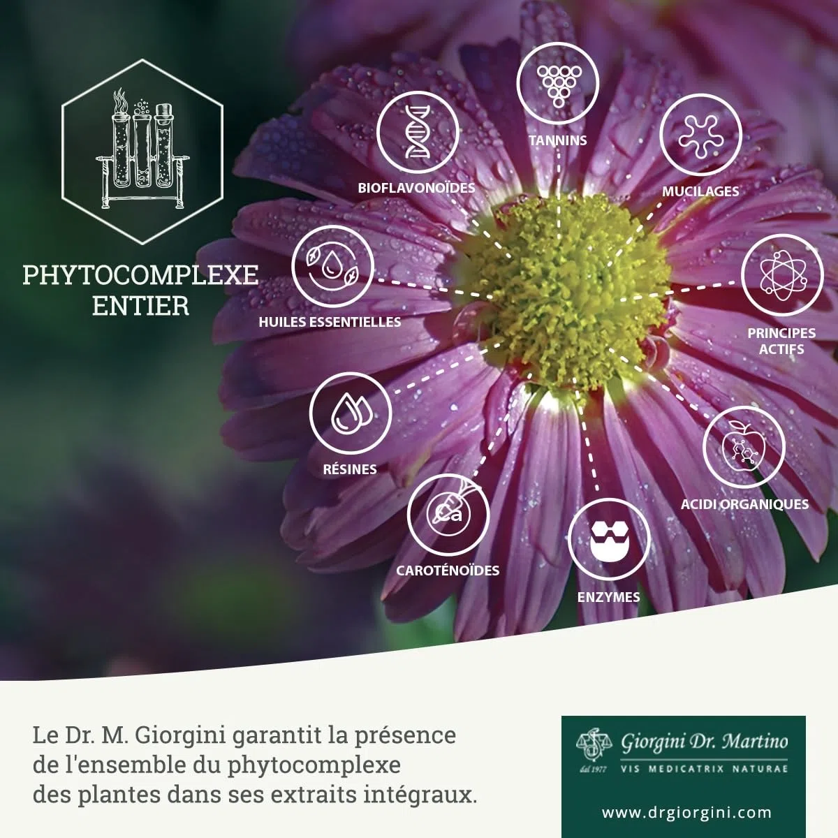Dr. Giorgini Propolis Extrait Intégral – 200 Ml