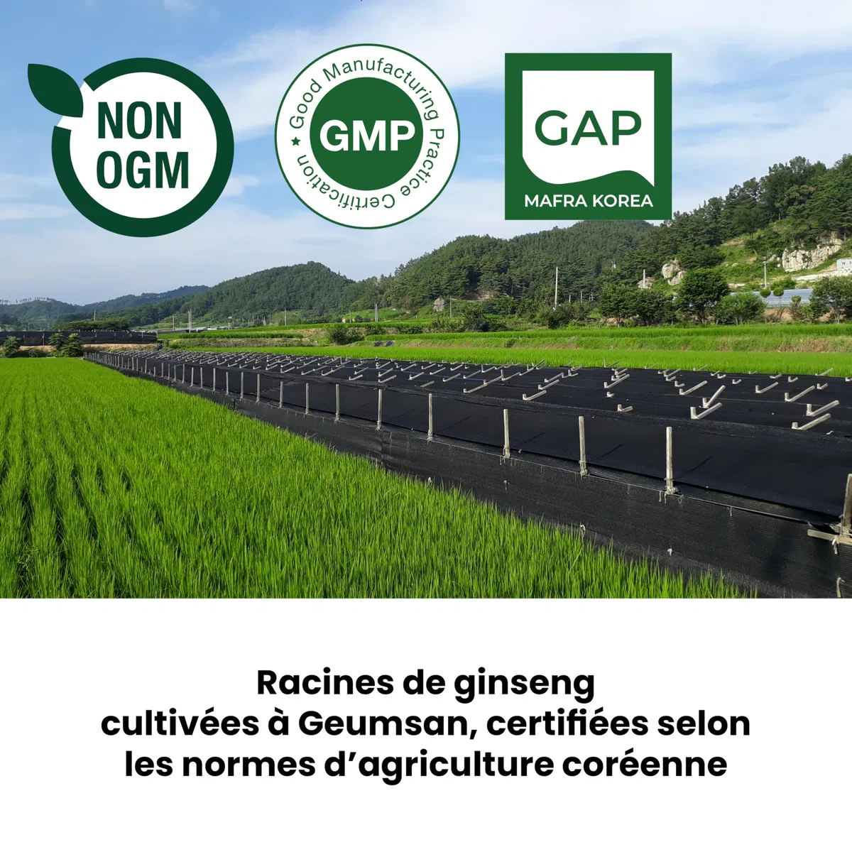 SAMSIDAE - Ginseng Rouge & Gingembre Coréen, Ginseng titré 10 mg/g, Énergie, digestion, immunité, Cuillère incluse,Qualité Supérieure, Cure de 1 mois, 50g