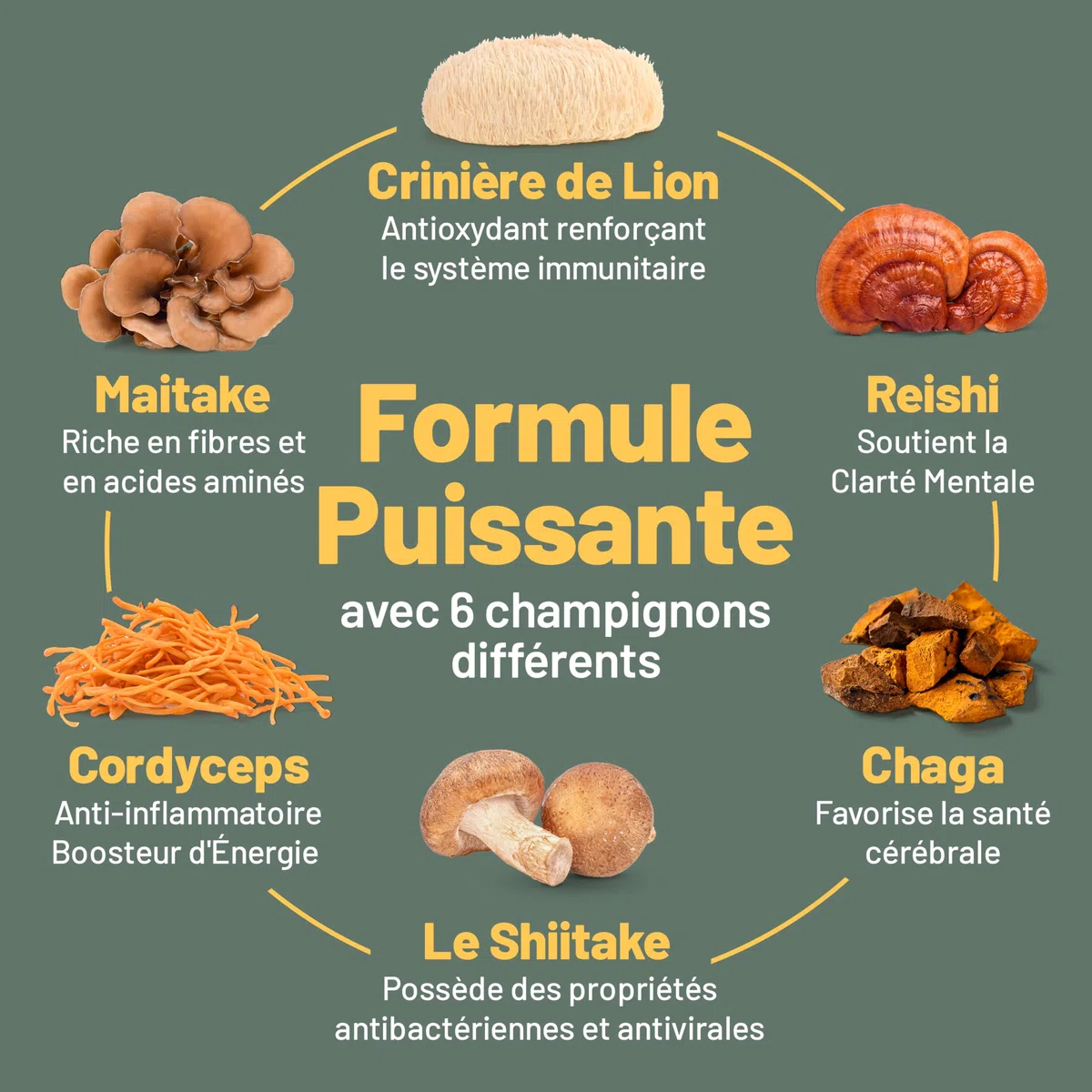 Suppléments à base de 6 champignons – Reishi, Lions Mane, Cordyceps, Chaga, Shitake and Maitake. 120 Capsules.