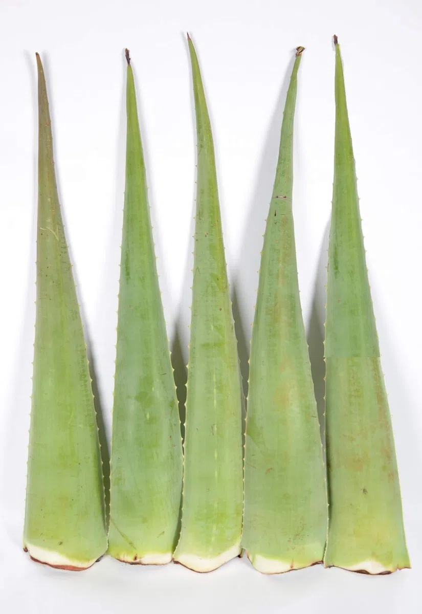 Meilleure feuille d'aloe vera bio