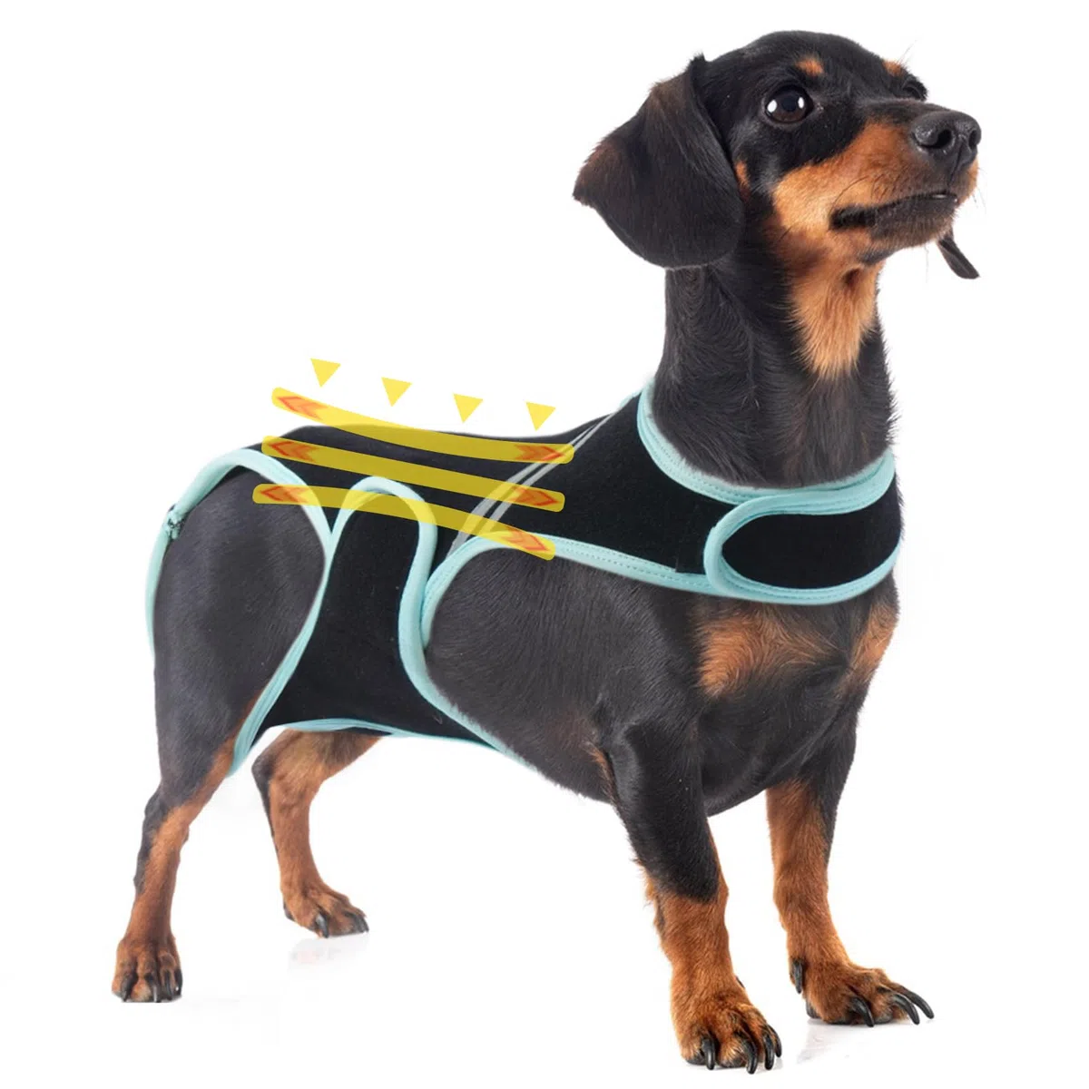 Support Dorsal pour Chien, Protection Dorsale Aide À La Récupération et À La Rééducation des Blessures(M)