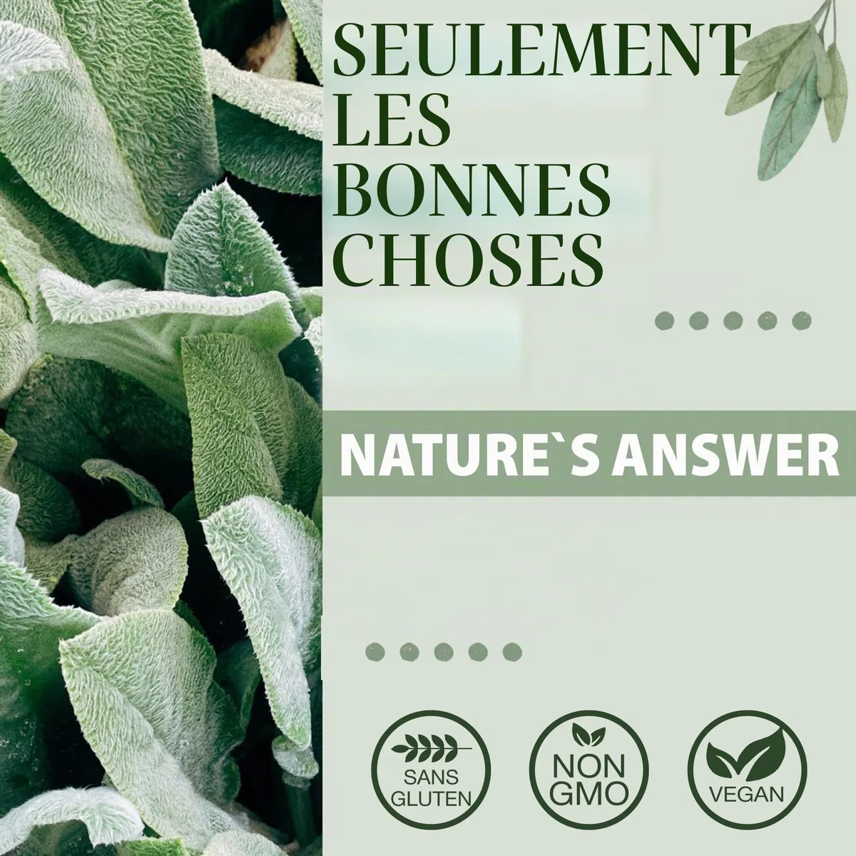 Nature's Answer, Milk Thistle Extract (Extrait de Graines de Chardon-Marie), Gouttes végétaliennes, 30ml, Sans Soja, Sans Gluten, Végétarien, Sans OGM