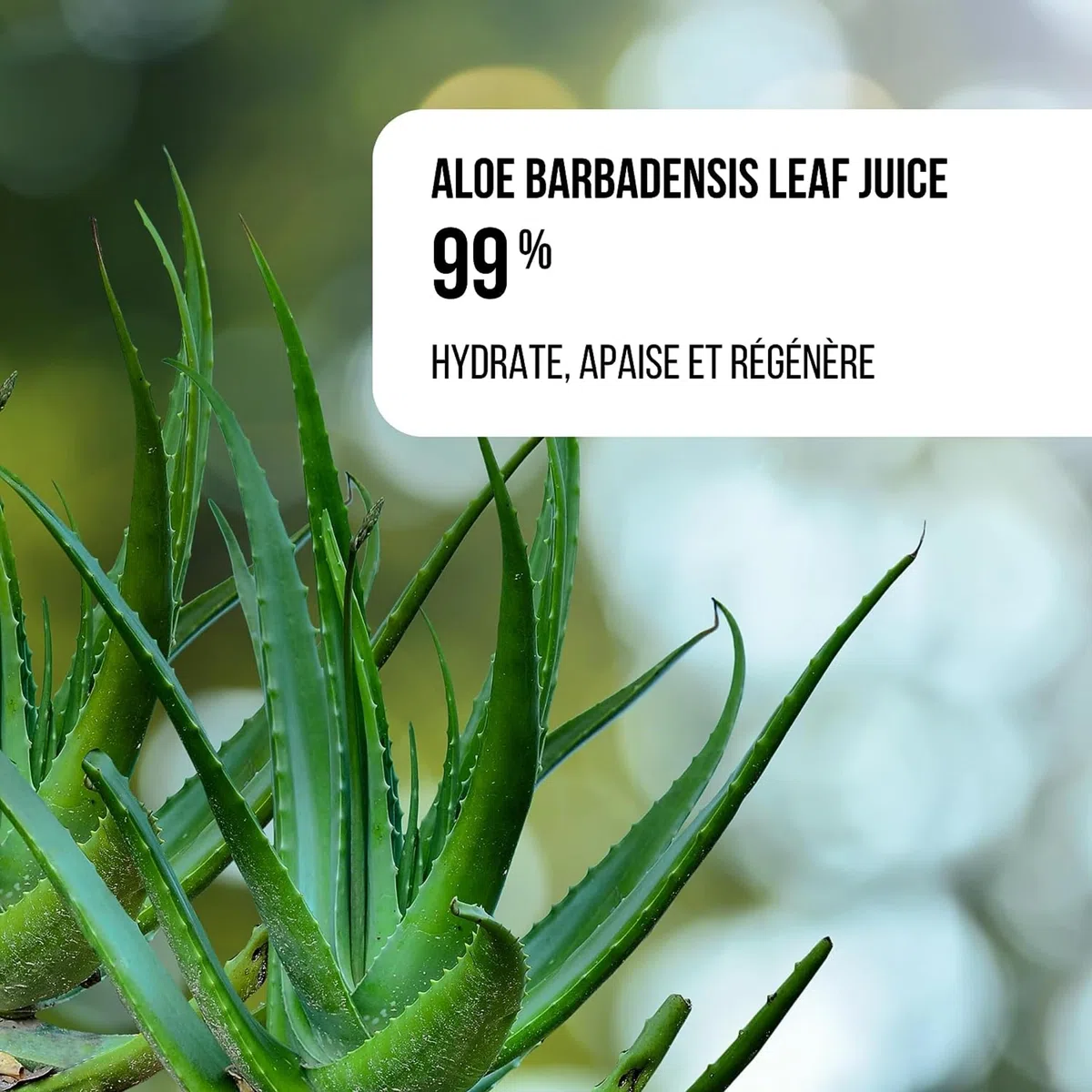 Gel Aloe Vera Natif 99% Veyra 200 ml Sans Parfum Visage, Cheveux et Corps : Hydrate, Apaise, Régénère, Anti Acné, Après Soleil. Soin Pur 100% Naturel des îles Canaries