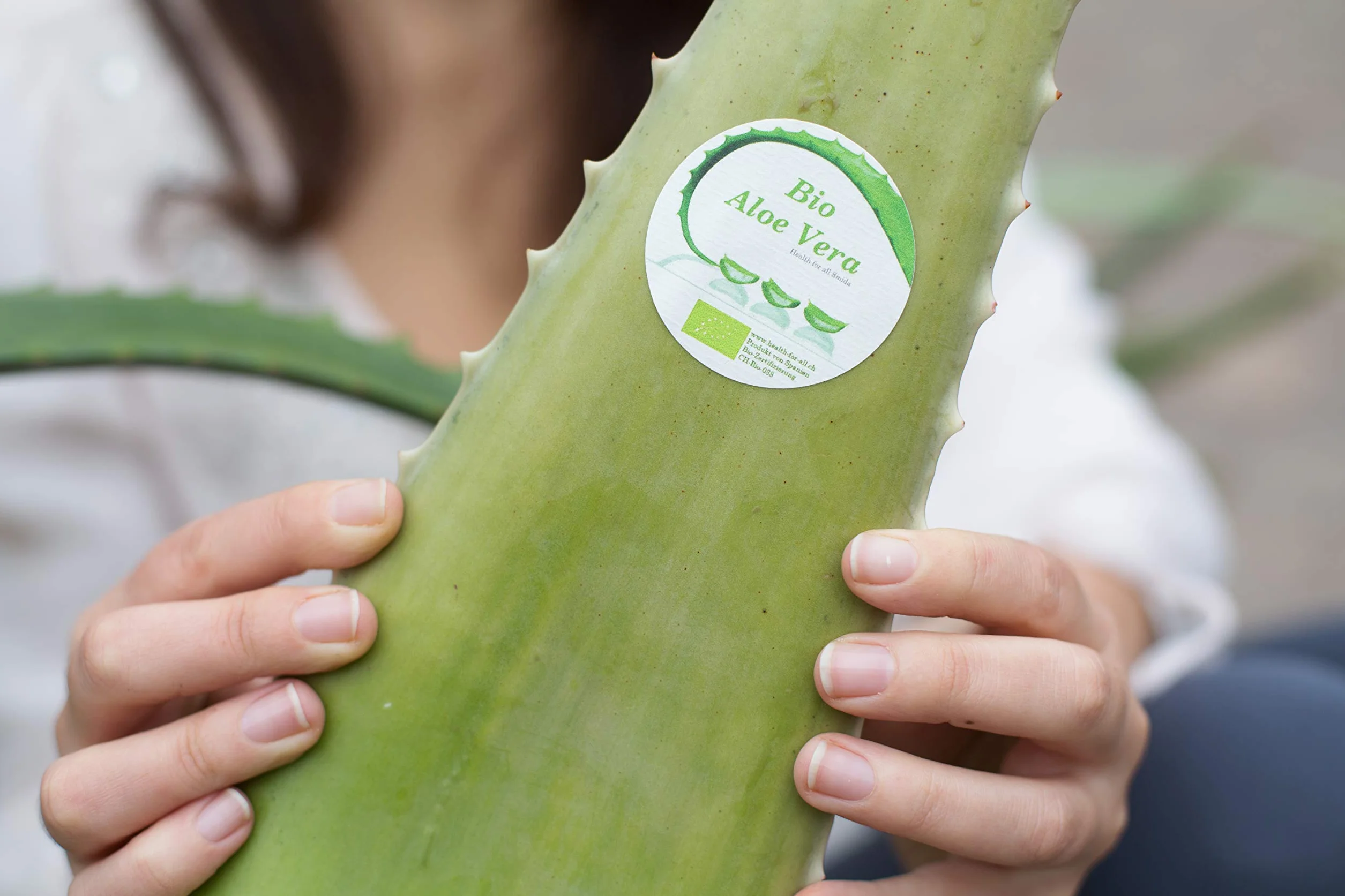 Meilleur feuille d'aloe vera bio 60 x 15 x 15 vert