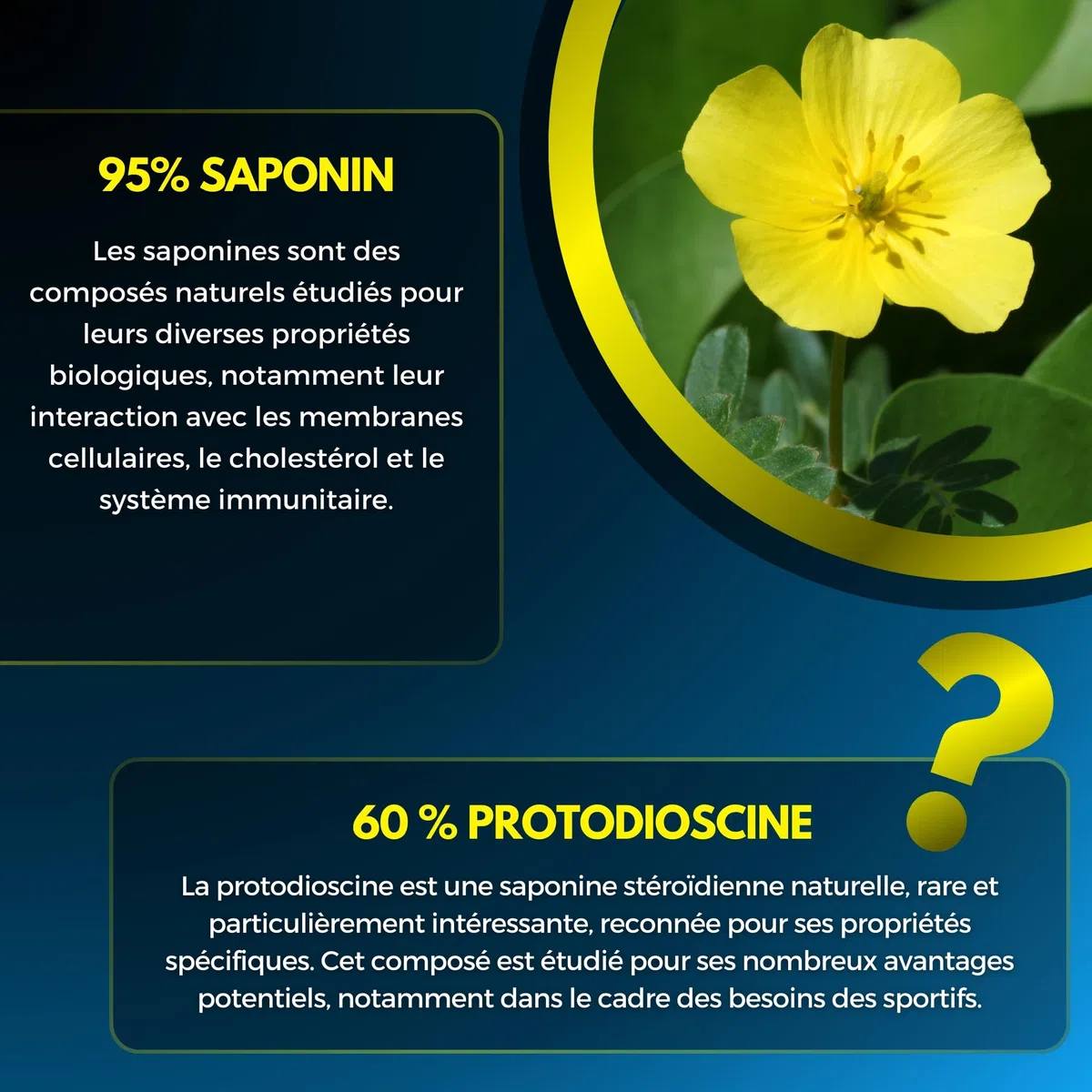 TRIBULUS TERRESTRIS ✗ Haute concentration 100:1 ✗ Performance sportive ✗ 95% Sapionins ✗ 60% Protodioscin ✗ Testé certifié ✗ Sans Mycotoxine ✗ Haute teneur en actifs ✗ Société Française ✗
