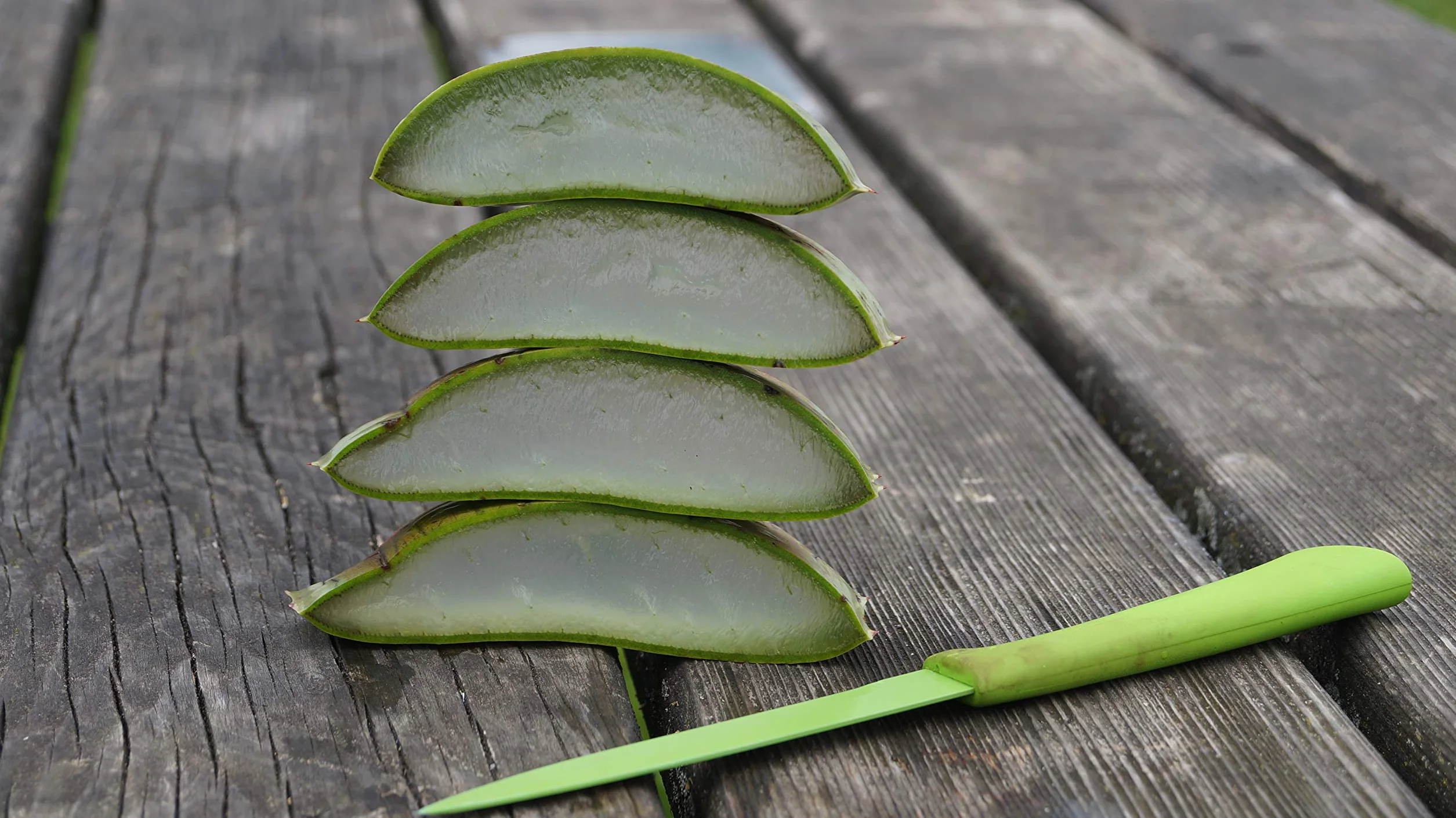 Meilleur feuille d'aloe vera bio 60 x 15 x 15 vert
