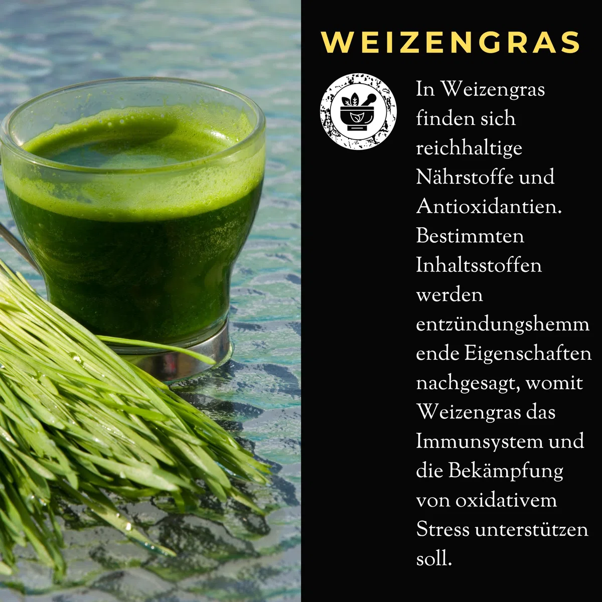Herbe de blé 100% jus direct (500ml)