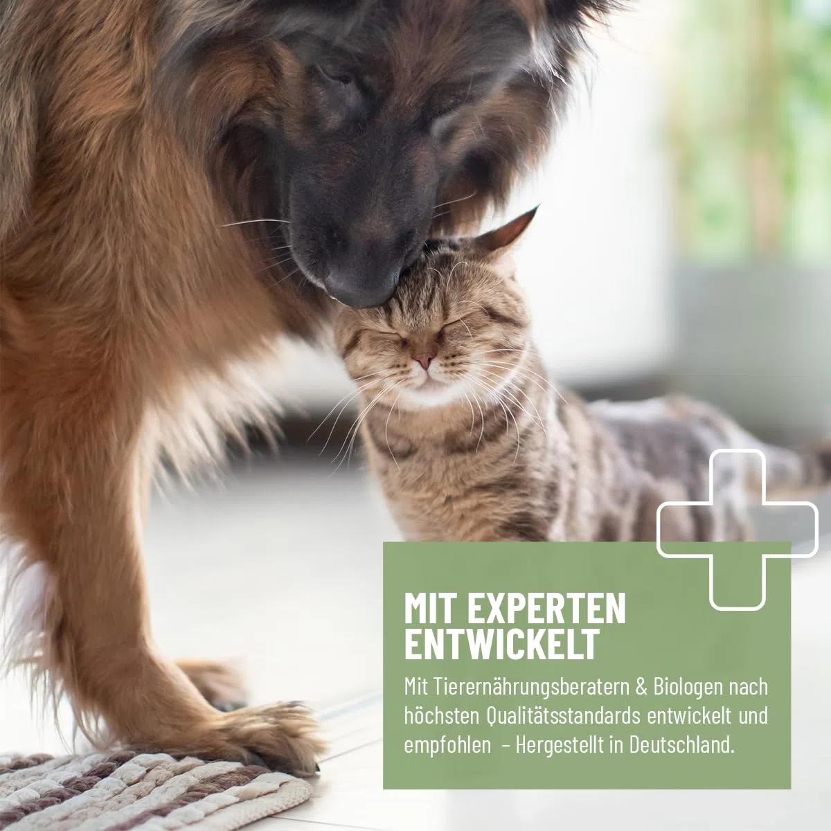 Poudre de Propolis REAVET pour Chiens et Chats 20g - de qualité Alimentaire, Soutien Naturel du système immunitaire et de la Peau Vitale grâce au Pouvoir de la Nature