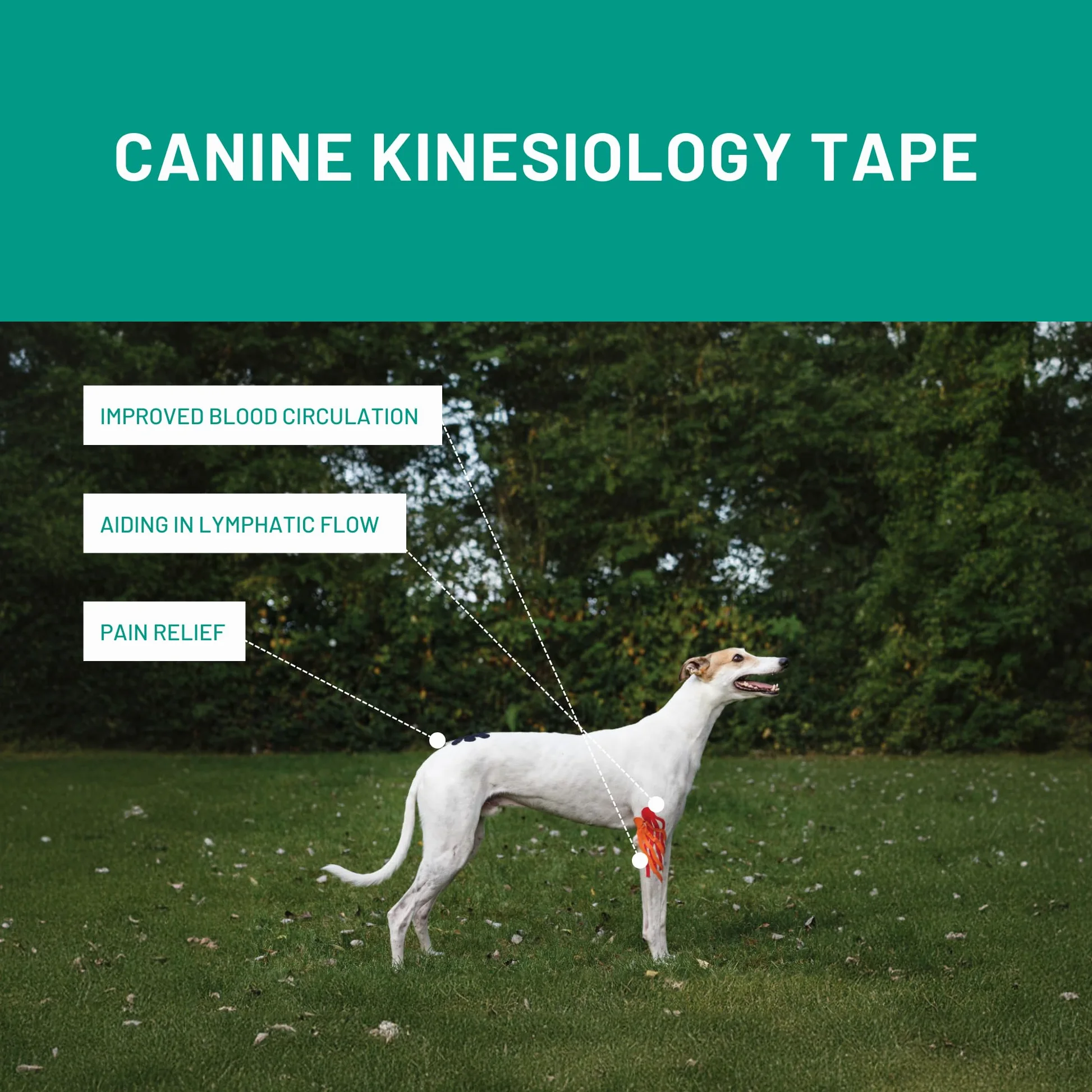 VetkinTape Bande de kinésiologie vétérinaire 10 cm-5 m | Bande de kinésiologie pour Chevaux et Chiens | sans Latex et certifié TÜV | Lot de 1 Rouleau | Orange