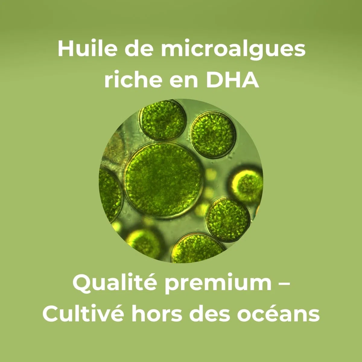 OPTIM DHAlg Oméga 3 DHA Vegan 250 mg, 60 gélules | Huile de microalgues Schizochytrium, Sans poisson, Vegan Society, Cerveau & Vision