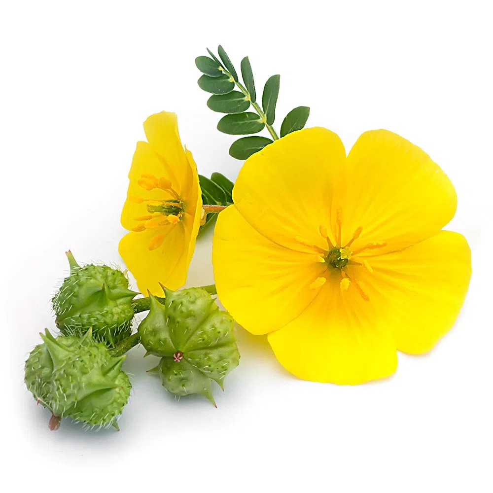 Greenfood Tribulus, 1000 mg, extrait à dose élevée, 100 comprimés. Sans additifs artificiels. Sans génie génétique. Vegan.