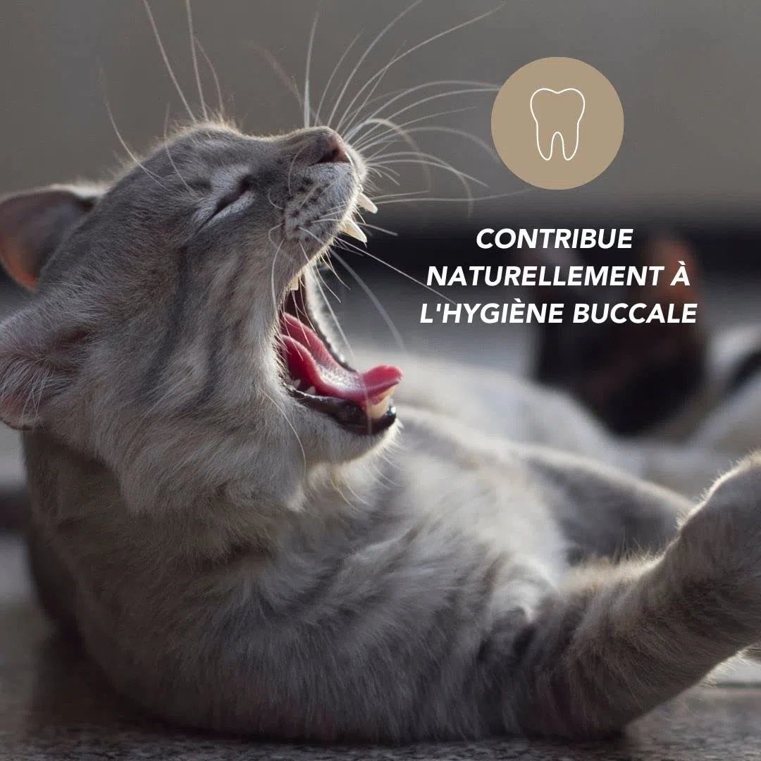 Propolis Bio 100g pour Chien et Chat - Hygiène buccale, Stimulation des défenses immunitaires, cicatrisation des plaies