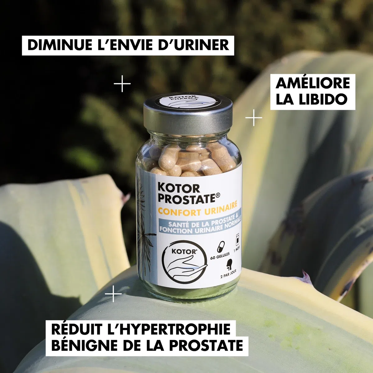 KOTOR PROSTATE | Troubles Urinaires, HBP, Envie Fréquente d’Uriner | Complexe Naturel & Français | Ortie Piquante + Palmier Nain + Prunier d’Afrique | 60 Gélules | 1 Mois