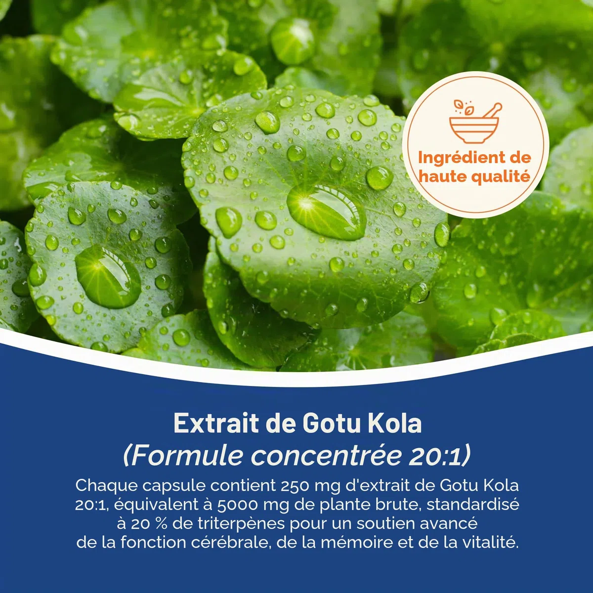 Hepatica Gotu Kola (Centella Asiatica) 5.000 mg Équivalent | Extrait 20:1 250 mg Standardisé à 20% de Triterpènes | 90 Gélules Véganes | Réserve 3 Mois | GMP & laboratoire indépendant