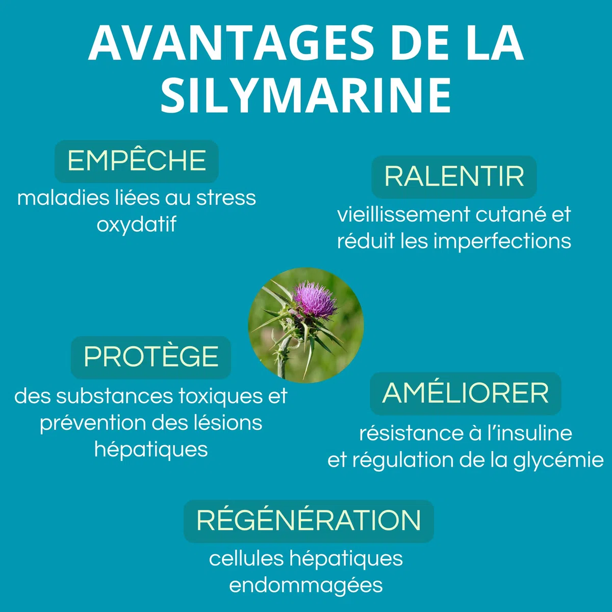 Berbérine 500 mg avec silymarine, poivre noir, chardon-Marie et chrome | 1 capsule par jour. Cure de 60 jours. Favorise le métabolisme et la détoxification de l’organisme – Action antioxydante