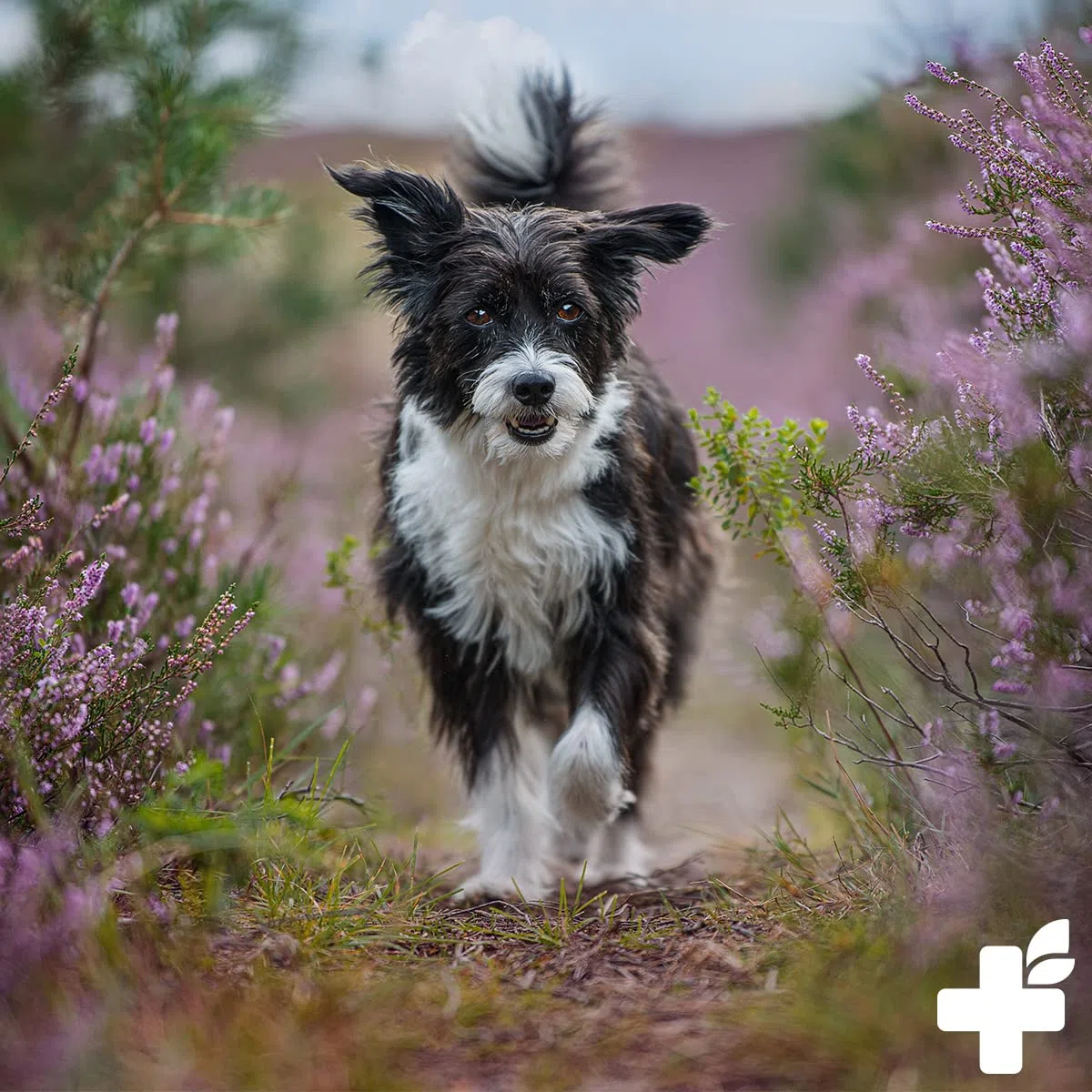 Poudre de Propolis REAVET pour Chiens et Chats 20g - de qualité Alimentaire, Soutien Naturel du système immunitaire et de la Peau Vitale grâce au Pouvoir de la Nature