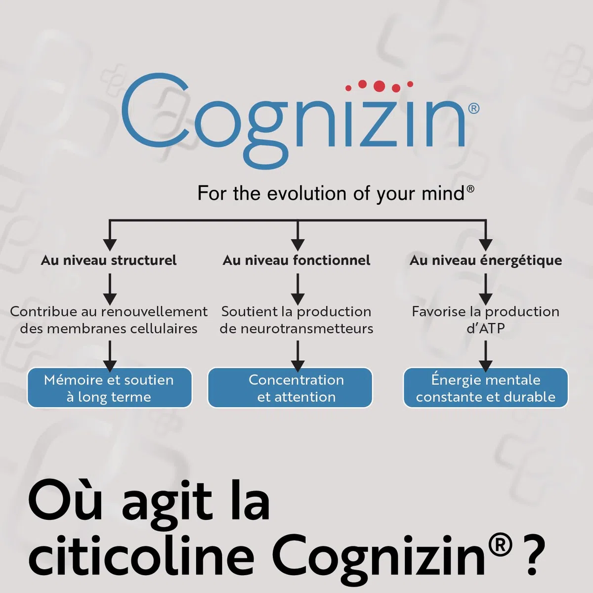 Citicoline Cognizin 500 mg PiùLife – Complément Alimentaire Memoire et Concentration – CDP Choline, Précurseur de Phosphatidylcholine et Acétylcholine – 2 Gélules par Jour, Sans Lactose, Sans Gluten