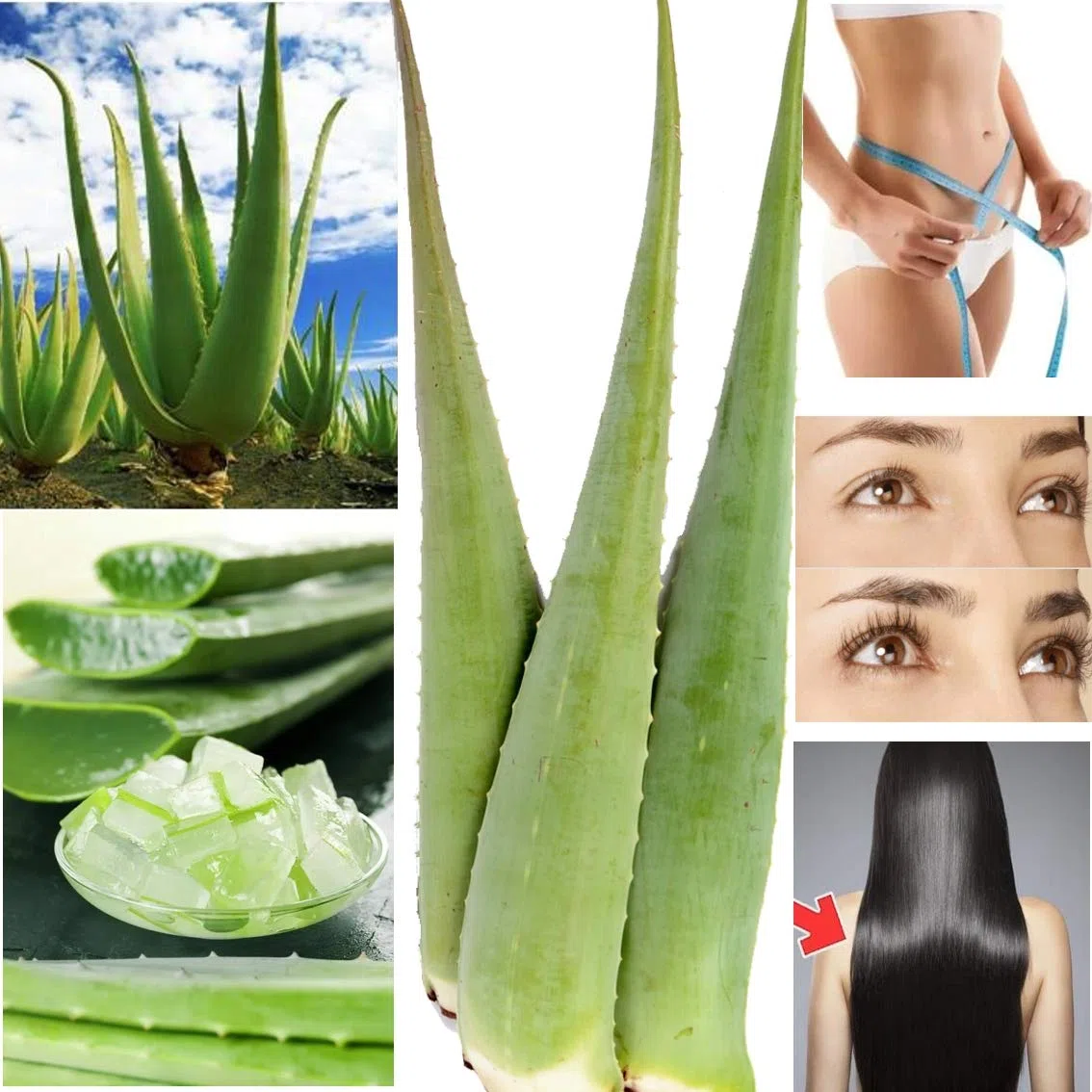 Meilleure feuille d'aloe vera bio