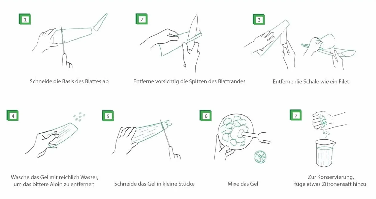 Meilleur feuille d'aloe vera bio 60 x 15 x 15 vert